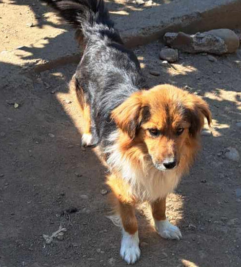 Chien Malabar