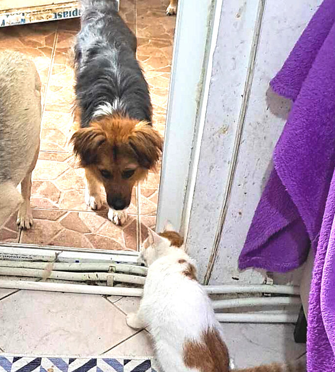 Chien Malabar