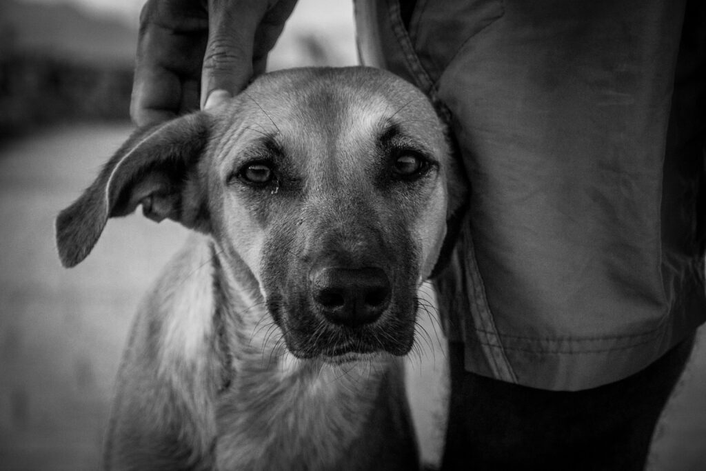Homme caresse chien