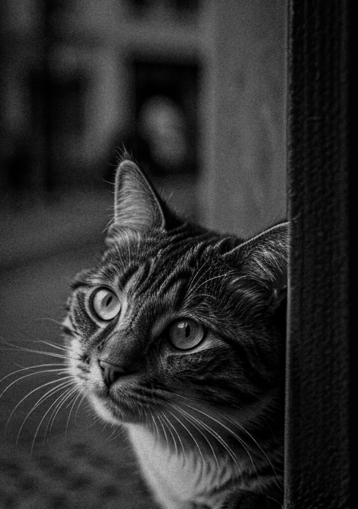 Chat